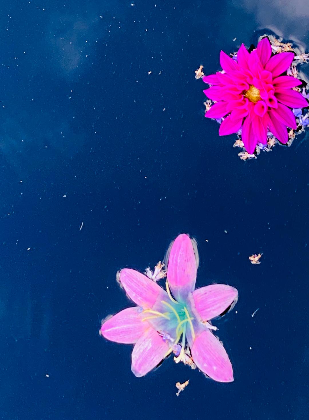 pink flowers in blue water