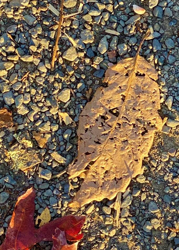 dried leaf with a red leaf