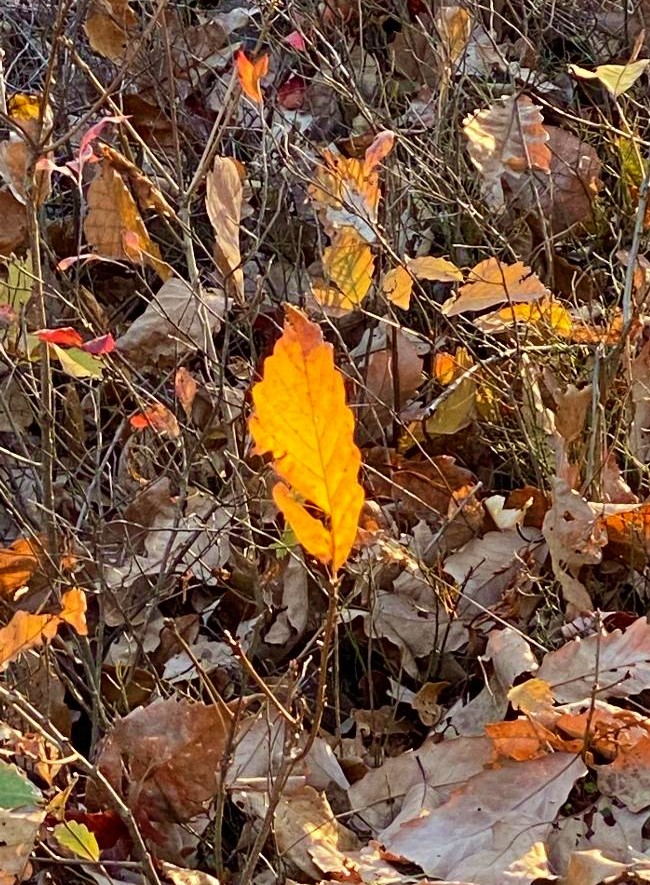 a yellow leaf in brown leaves