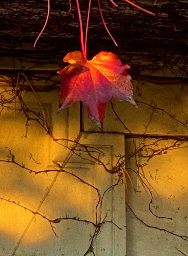 hanging red leaf