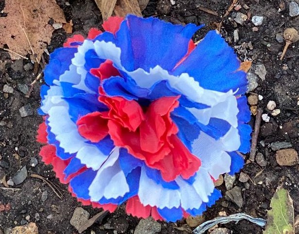 red white blue flower