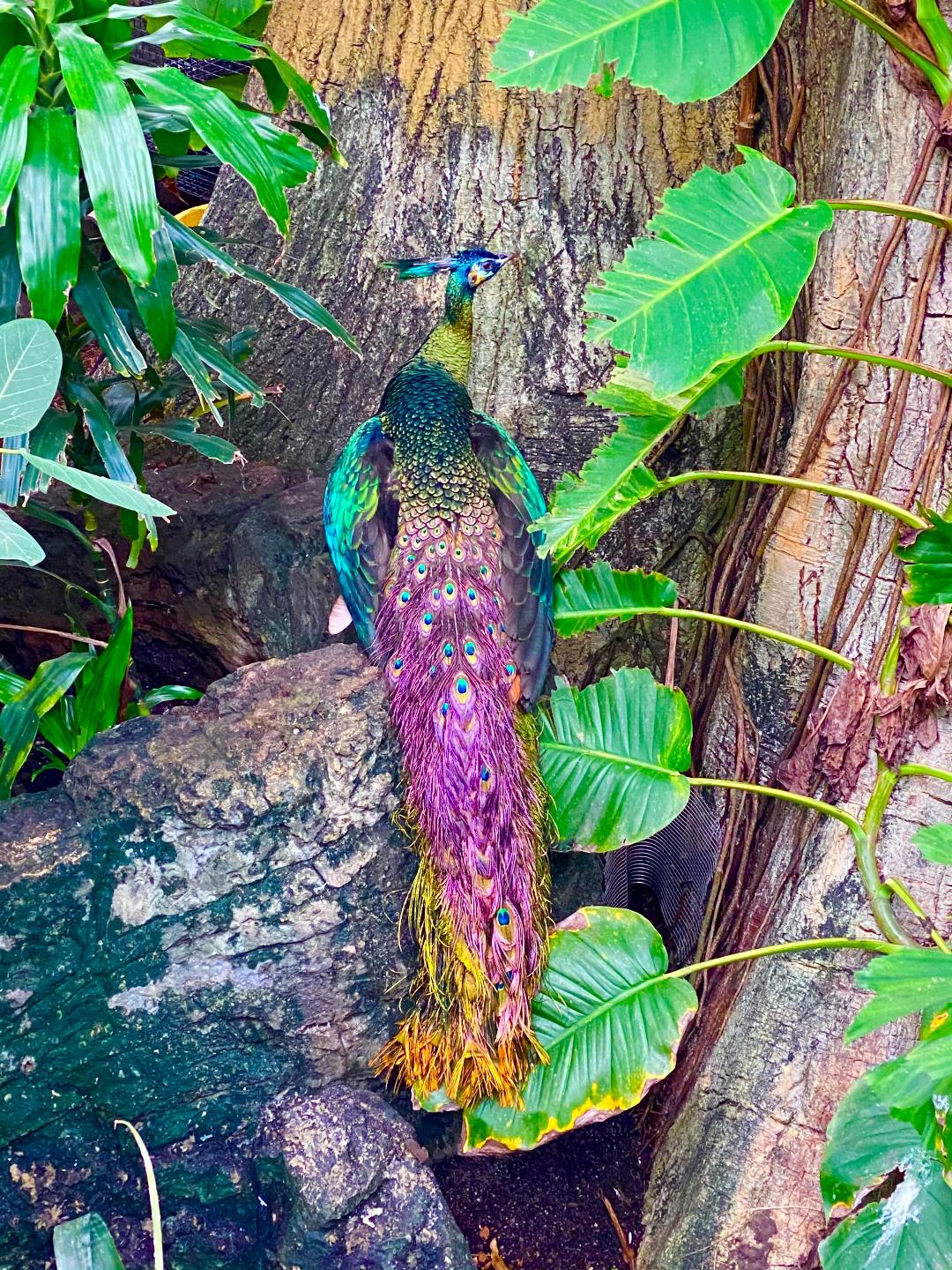 peacock at the zoo