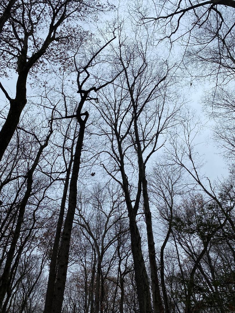 bare trees in the woods